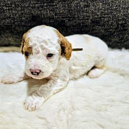 Bubbles - Parti male Goldendoodle puppy in Forest, Ohio from Mini Doodle Buddies