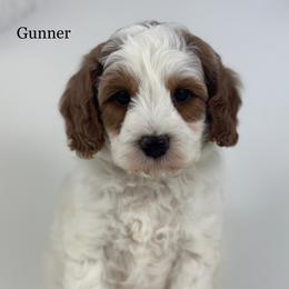 Gunner - Parti male Goldendoodle puppy in Milford, Indiana from Railway Acres Kennel