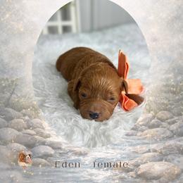 Eden - Red  female Goldendoodle puppy in Canton, Georgia from Teddy Puppies