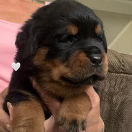 Lightening - Black and mahogany male Rottweiler puppy in Crothersville, Indiana from The Solid Rock Kennel