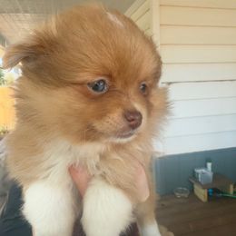 Sally - Chocolate merle female Pomeranian puppy in Stroud, Oklahoma from Laik’s Little Shihtz & Poms