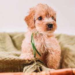 Green Boy - Yellow and white male Bernedoodle puppy in Mckinney, Texas from Doodles of North Tx