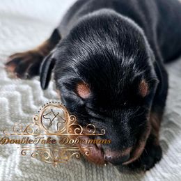 Kaleb - Black and rust male Doberman Pinscher puppy in Aurora, Indiana from Double-Take Doberman Kennels