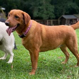 Reba - Labrador Retriever