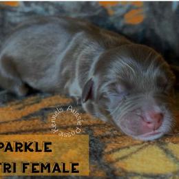 Sparkle - Red tri-color female Australian Shepherd puppy in Squaw Valley, California from A&M Australian Shepherds