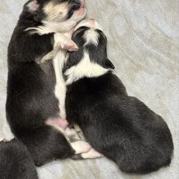 U-6 - Black and tan male Pembroke Welsh Corgi puppy in Sanford, Michigan from Tambali Pembroke Welsh Corgis