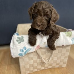 Lincoln - Chocolate male Australian Labradoodle puppy in Broomfield, Colorado from Colorado Labradoodle