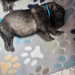 Sapphire - Gray silver and black female Keeshond puppy in Logan, Ohio from Hocking Hills Keeshonds