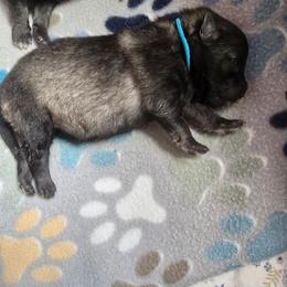 Sapphire - Gray silver and black female Keeshond puppy in Logan, Ohio from Hocking Hills Keeshonds