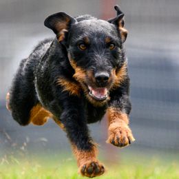 Jagdterriers from Raptor Wrangler Kennels