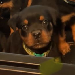 Green boy - Black and mahogany male Rottweiler puppy in Beebe, Arkansas from Rottweilers Vom Haus Forte