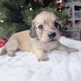 Levi 4th pictured in group - Cream male Dachshund puppy in Richmond, Virginia from Irresistible Dachshunds & Cavaliers