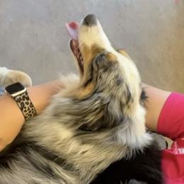 Miniature Australian Shepherd and Toy Australian Shepherd Puppies from Hochatown Awesome Aussies