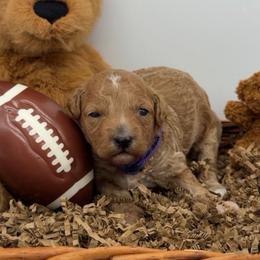 Sunday - Purple Collar - Apricot female Goldendoodle puppy in Cape Coral, Florida from Nay Nays Mini Doodles