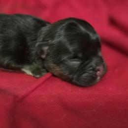 Batman - Black and tan male French Bulldog puppy in Maplewood, New Jersey from Poos&Bulls Keepsake