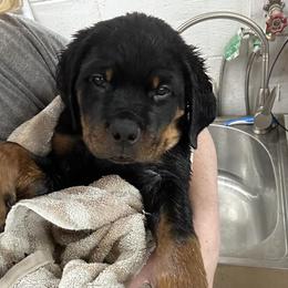 Rottweiler Puppies from Vom Rohrbach Rottweilers
