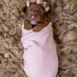 Australian Labradoodle Puppies from Swinging Gate Labradoodles