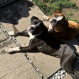 Boxer Puppies from Nala’s Pride