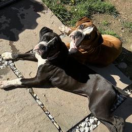 Boxer Puppies from Nala’s Pride