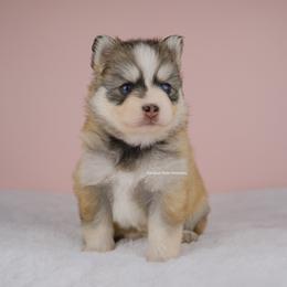 Everly - Silver and white female Pomsky puppy in Loxahatchee, Florida from Cardinal Point Pomskies
