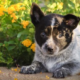 Okarun (ASDR) - Australian Cattle Dog