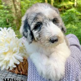 Wilma - Merle female Sheepadoodle puppy in Thornville, Ohio from Four Front Doodles & Friends