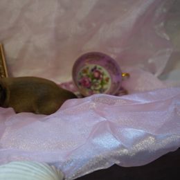 Dachshund Puppies from The love of dachshunds