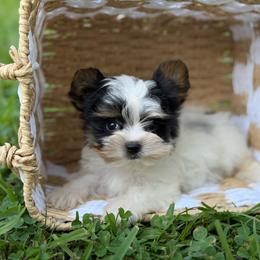 Charles - Black tan and white male Biewer Terrier puppy in Liberty, Texas from Tiny Yorkshire pups