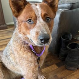 6pks Poppi Raspberry Rose - Red speckled female Australian Cattle Dog puppy in Sheridan, Oregon from 6pk Cattledogs