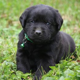 Labrador Retriever Puppies from Prebleridge Acres