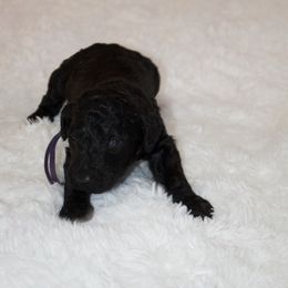 Mocha - Black female Goldendoodle puppy in Arlington, Texas from Chambers Doodle Patch