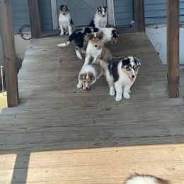 Collie Puppies from Stacey's Collies