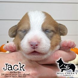 Jack-Handsome red boy - Red male Pembroke Welsh Corgi puppy in Taylorsville, North Carolina from Mill Creek’s Pembroke Welsh Corgis and French Bulldogs