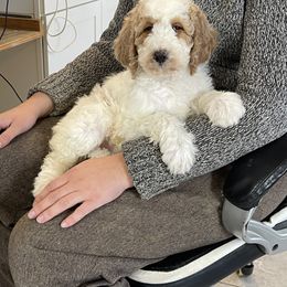 Glory - Parti female Goldendoodle puppy in Sugarcreek, Ohio from True Hearted Doodles