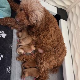 Grace - Red female Cavapoo puppy in Kingsville, Missouri from Echo Valley Cavapoos