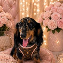 Elsa - Dachshund
