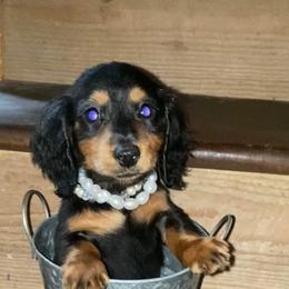 Dachshund and Miniature Schnauzer Puppies from The Bossy Doxie Farm