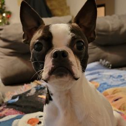 Boston Terriers from B's Bostons