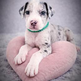 Puppy 2 - Mantle merle male Great Dane puppy in Ocala, Florida from Oak Haven Great Danes
