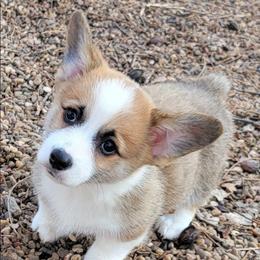 Black Paw Bandana Boy - Black and tan male Pembroke Welsh Corgi puppy in Cherokee, Oklahoma from MCS Farms-OK