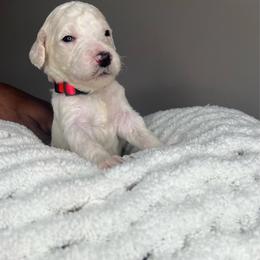 Pink - Apricot male Labradoodle puppy in Ellenwood, Georgia from Four Paws Down