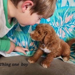 Thing 1- Dr Seuss litter - Red male Labradoodle puppy in Phelan, California from Family Doodles