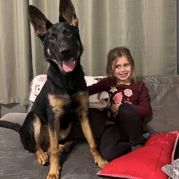 German Shepherd Puppies from Fancy GSDs