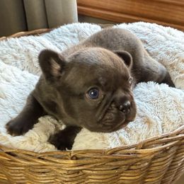 PJ - Brindle and white male French Bulldog puppy in Billings, Montana from Yellowstone Frenchies