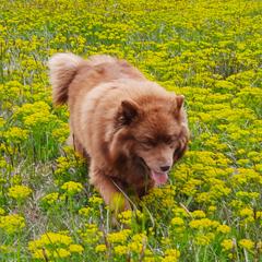 Cocoapuff - Finnish Lapphund