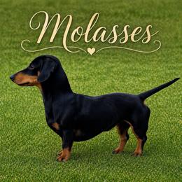 Molasses - Dachshund