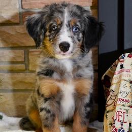 Boy 6 - Tri-color Bernedoodle puppy in Murray, Utah from Bernepups
