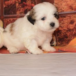Elsa - Brown and white female Shichon puppy in Moulton, Iowa from Shondel Puppy Paws