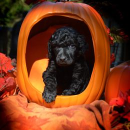 Poodle Puppies from Canoe Creek Spoos