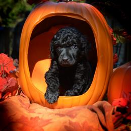 Poodle Puppies from Canoe Creek Spoos